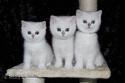 S*Esteticas Ylang-Ylang (Ylang), S*Esteticas Yoshi (Yoshi) and S*Esteticas Yoda (Yoda) 7 weeks - nr 1