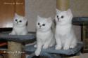 S*Esteticas Ylang-Ylang (Ylang), S*Esteticas Yoshi (Yoshi) and S*Esteticas Yoda (Yoda) 9 weeks - nr 2