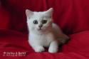 S*Esteticas Yoda (Yoda) 11 weeks - nr 1