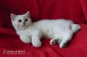 S*Esteticas Yoda (Yoda) 11 weeks - nr 2