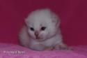 S*Esteticas Yoda (Yoda) 1 week - nr 1