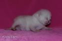 S*Esteticas Yoda (Yoda) 1 week - nr 2
