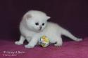 S*Esteticas Yoda (Yoda) 3 weeks - nr 1