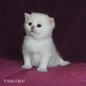S*Esteticas Yoda (Yoda) 3 weeks - nr 2