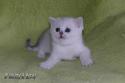 S*Esteticas Yoda (Yoda) 5 weeks - nr 1