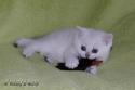 S*Esteticas Yoda (Yoda) 5 weeks - nr 2