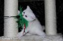 S*Esteticas Yoda (Yoda) 7 weeks - nr 2