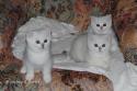 S*Esteticas Yoda (Yoda), S*Esteticas Yoshi (Yoshi) and S*Esteticas Ylang-Ylang (Ylang) 8 weeks