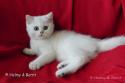 S*Esteticas Yoshi (Yoshi) 11 weeks - nr 1