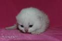 S*Esteticas Yoshi (Yoshi) 1 week - nr 1