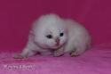 S*Esteticas Yoshi (Yoshi) 1 week - nr 2