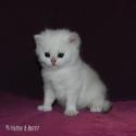 S*Esteticas Yoshi (Yoshi) 3 weeks - nr 1