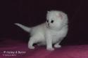 S*Esteticas Yoshi (Yoshi) 3 weeks - nr 2