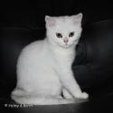 S*Esteticas Yoshi (Yoshi) 4 months - nr 1