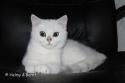 S*Esteticas Yoshi (Yoshi) 4 months - nr 2