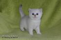S*Esteticas Yoshi (Yoshi) 5 weeks - nr 1
