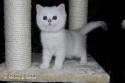 S*Esteticas Yoshi (Yoshi) 7 weeks - nr 1