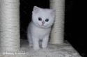 S*Esteticas Yoshi (Yoshi) 7 weeks - nr 2