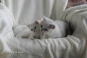 S*Esteticas Yoshi (Yoshi) 8 weeks and S*Esteticas Unessa (Unessa)
