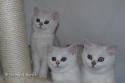 S*Esteticas Yoshi (Yoshi), S*Esteticas Ylang-Ylang (Ylang) and S*Esteticas Yoda (Yoda) 10 weeks - nr 1