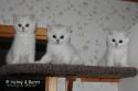 S*Esteticas Yoshi (Yoshi), S*Esteticas Yoda (Yoda) and S*Esteticas Ylang-Ylang (Ylang) 9 weeks - nr 2