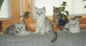 S*Esteticas Ypsilon (Ypsi), S*Esteticas Ymer, IC S*Esteticas Ywette (Ywette) and Yngvie 14 weeks
