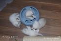 Z-litter  1 month - nr 1