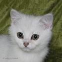 S*Esteticas Zafir 11 weeks - nr 1