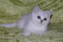 S*Esteticas Zafir 11 weeks - nr 2