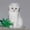 S*Esteticas Zafir 15 weeks - nr 1