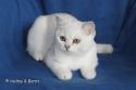S*Esteticas Zafir 20 weeks - nr 1