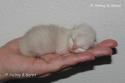 S*Esteticas Zafir 5 days - nr 1