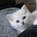 S*Esteticas Zafir 7 weeks