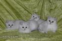 S*Esteticas Zafir, S*Esteticas Zimba, S*Esteticas Zazo and S*Esteticas Zinnea (Zinnea) 11 weeks - nr 1