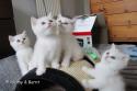 S*Esteticas Zafir, S*Esteticas Zimba, S*Esteticas Zinnea (Zinnea) and S*Esteticas Zazo 7 weeks