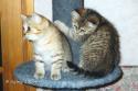 IC&PR S*Esteticas Zed (Zed) and S*Esteticas Zorro 2 months