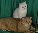 IC&PR S*Esteticas Zed (Zed) 3 years and GIC S*Esteticas Eloisa Enya (Enya) 17 months