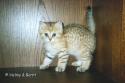 IC&PR S*Esteticas Zed (Zed) 8 weeks