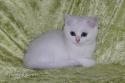 S*Esteticas Zimba 11 weeks - nr 3