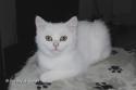 S*Esteticas Zimba 13 weeks - nr 1