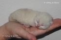 S*Esteticas Zimba 5 days - nr 1