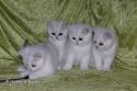 S*Esteticas Zimba, S*Esteticas Zinnea (Zinnea), S*Esteticas Zazo and S*Esteticas Zafir 11 weeks - nr 2