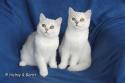 S*Esteticas Zinnea (Zinnea) and S*Esteticas Zafir 20 weeks - nr 1