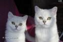 S*Esteticas Zinnea (Zinnea) and S*Esteticas Zafir 6 months - nr 1