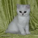 S*Esteticas Zinnea (Zinnea) 11 weeks - nr 1