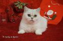 S*Esteticas Zinnea (Zinnea) 5,5 years Christmas 2017 - nr 1