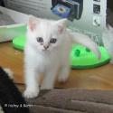 S*Esteticas Zinnea (Zinnea) 7 weeks