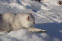 S*Esteticas Zinnea (Zinnea) 9 years snow - nr 3