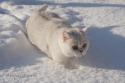 S*Esteticas Zinnea (Zinnea) 9 years snow - nr 4