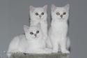 S*Esteticas Zinnea (Zinnea), S*Esteticas Zazo and S*Esteticas Zafir 15 weeks - nr 1